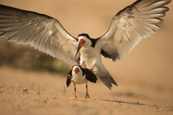 skimmer